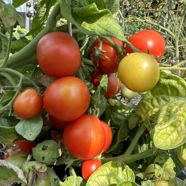 Tomate "Balkon Star" - BIO-Tomatensorte