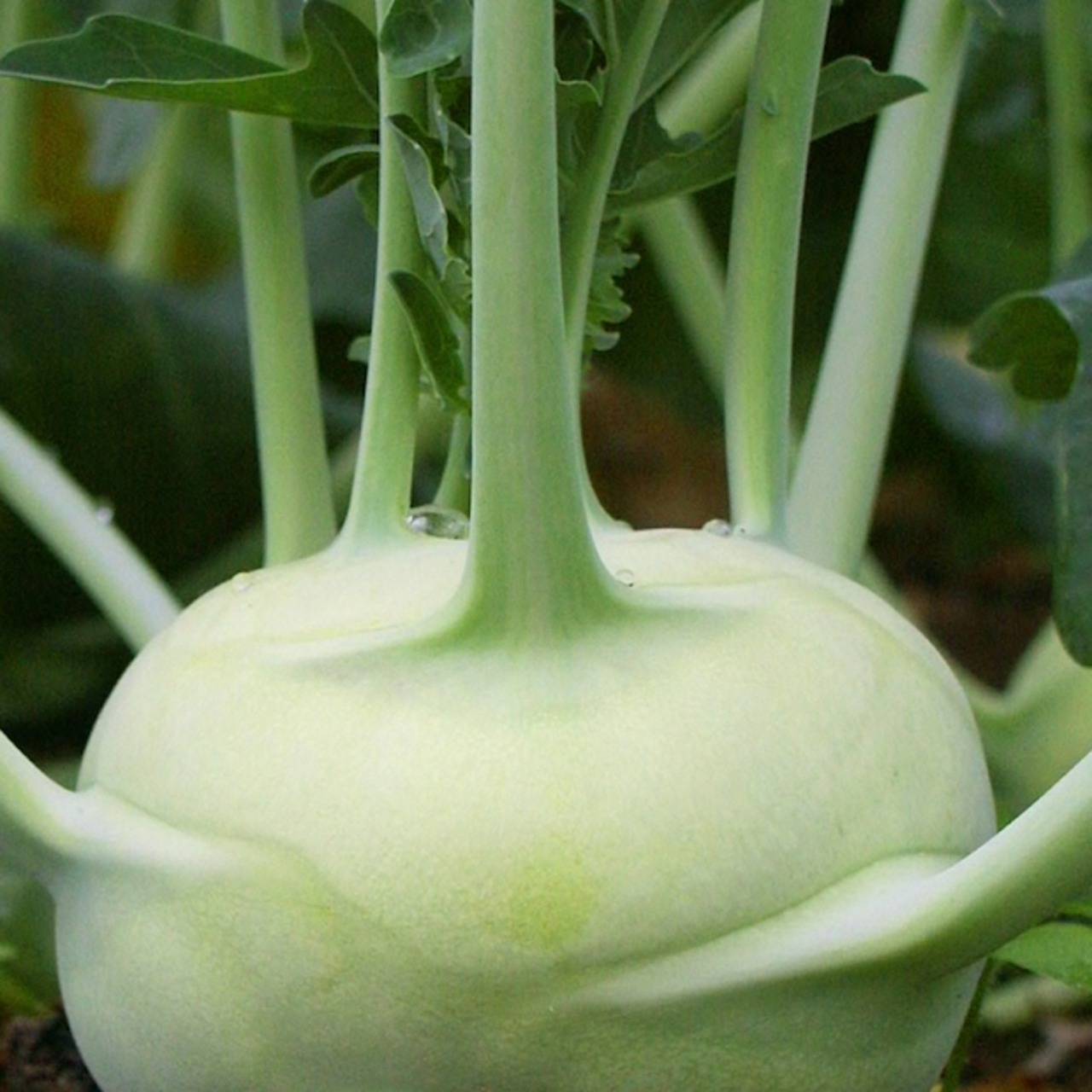 Kohlrabi "Lanro" - BIO-Samen (samenfest & BIO)