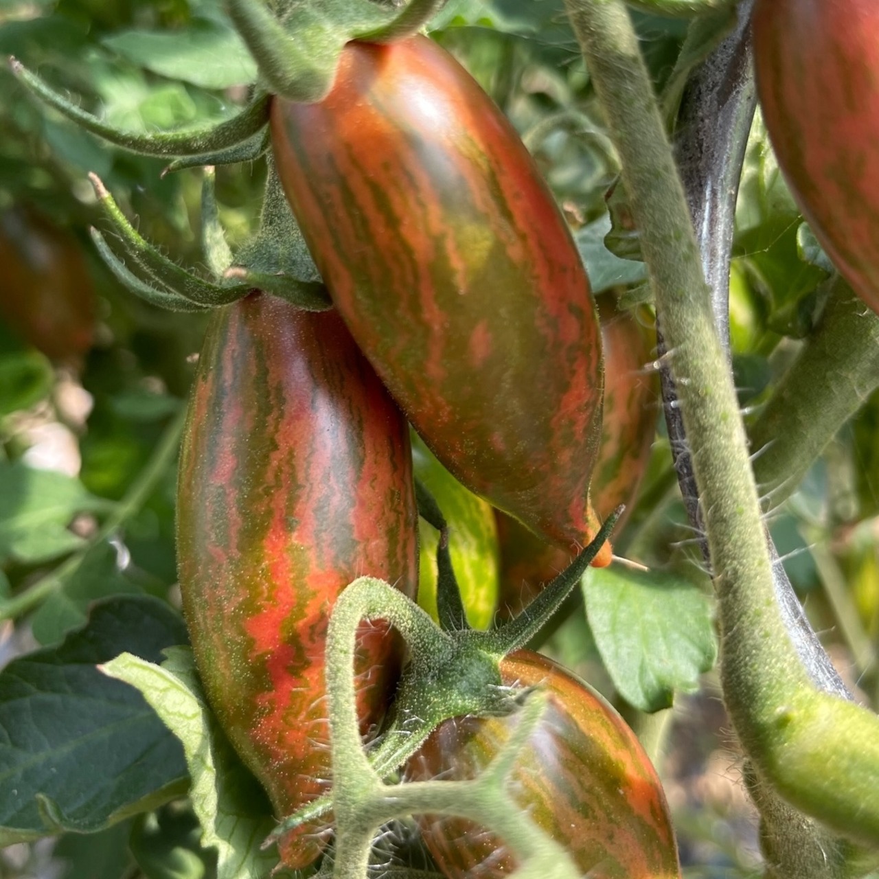Tomate „Purple Smaragd“ - BIO-Tomatensorte [samenfest]