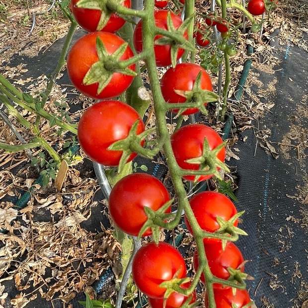 Tomate "Zuckertraube" - BIO-Tomatensamen [samenfest]