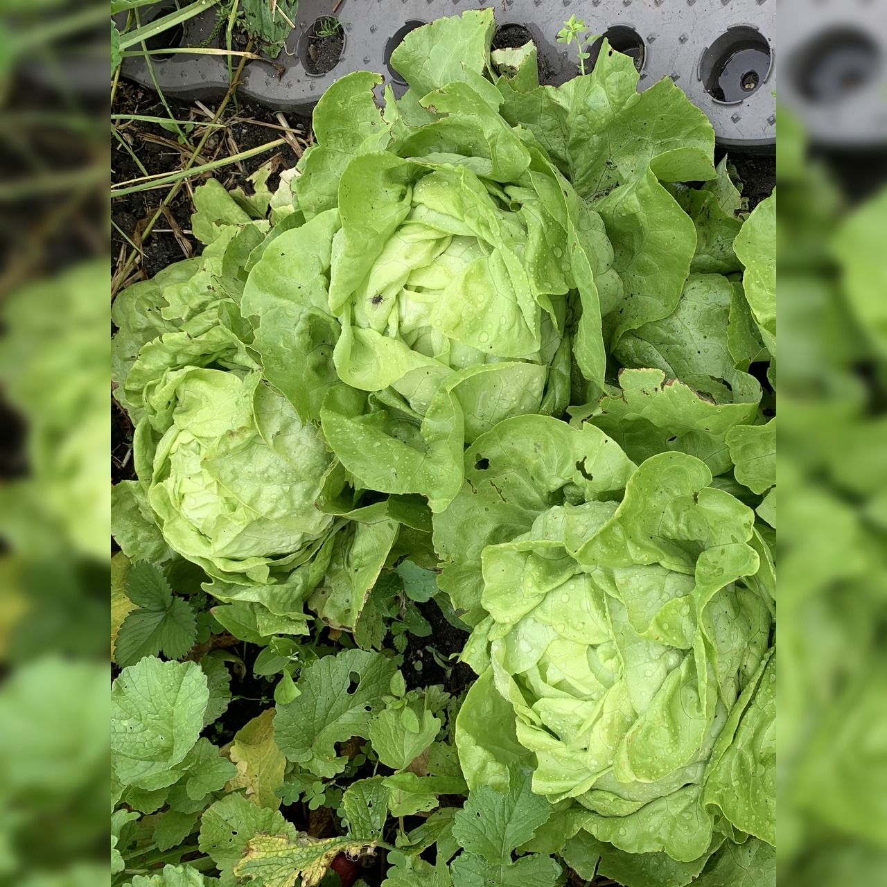 BIO-Kopfsalat "Lucinde" - BIO-Salatsorte (samenfest)