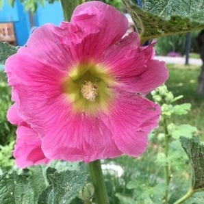 Stockrose "rosa" - BIO-Stockrosensamen [samenfest]