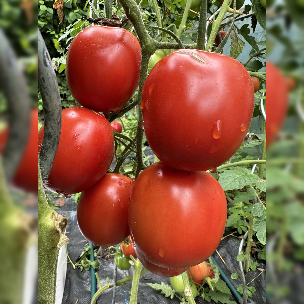 Tomate "De Berao rot" - BIO-Tomatensorte [samenfest]