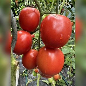 Tomate "De Berao rot" - BIO-Tomatensorte [samenfest]