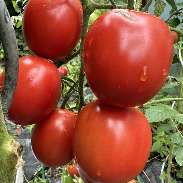 Tomate "De Berao rot" - BIO-Tomatensorte [samenfest]