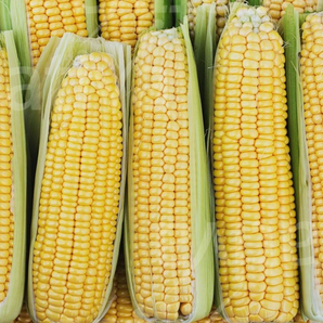 Zuckermais "Mezdi" - BIO-Zuckermaissorte (samenfest)