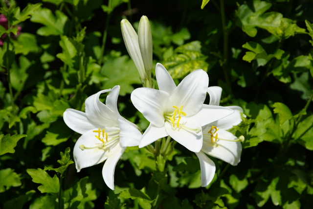 Bild von Aussaat & Anzucht im Juni: Tipps für Gemüse & Blum