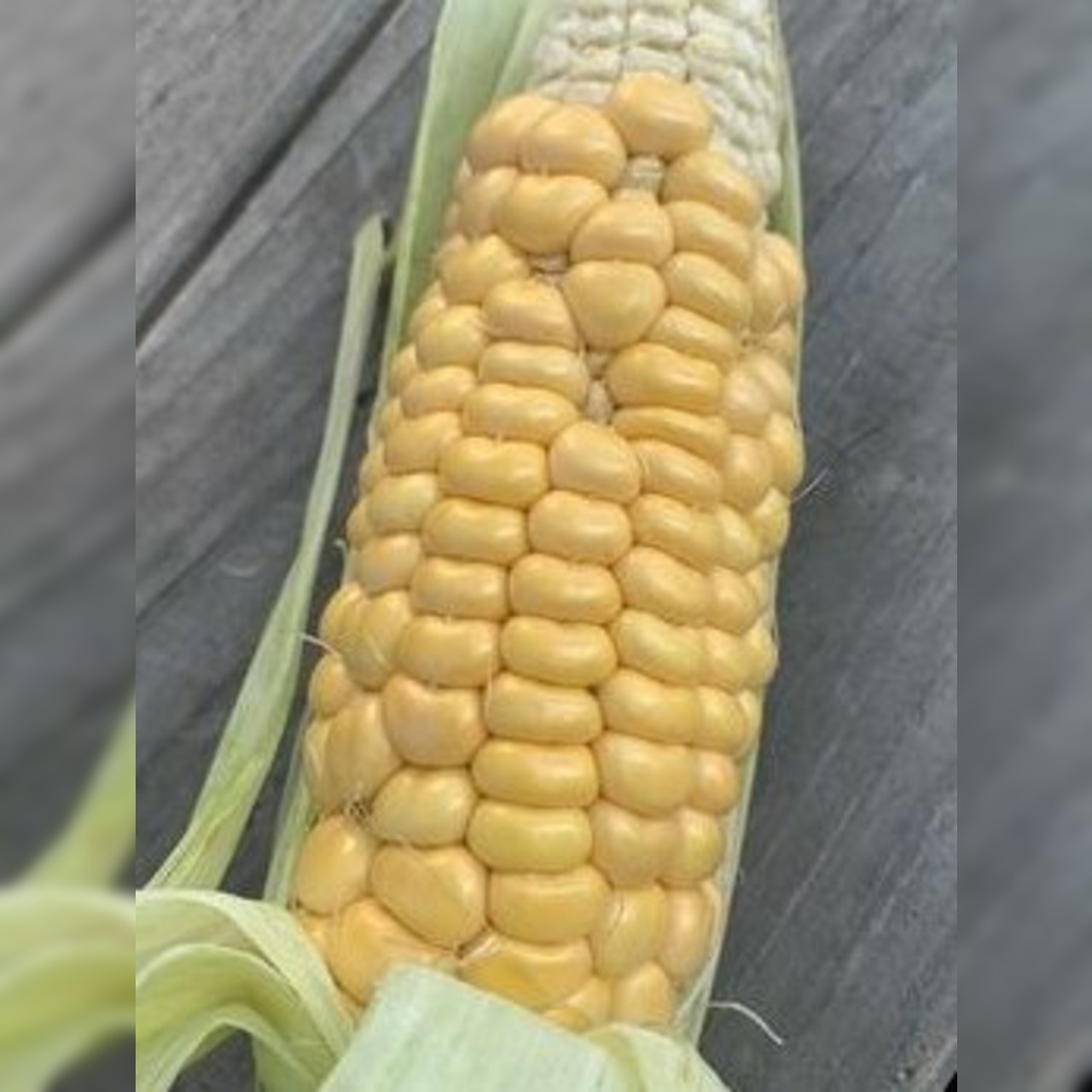 Zuckermais. "Damaun" - BIO-Maissorte (samenfest)