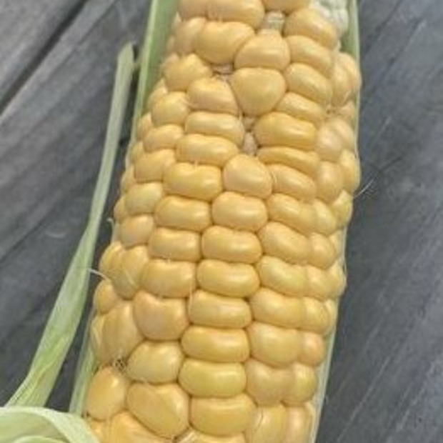 Zuckermais. "Damaun" - BIO-Maissorte (samenfest)