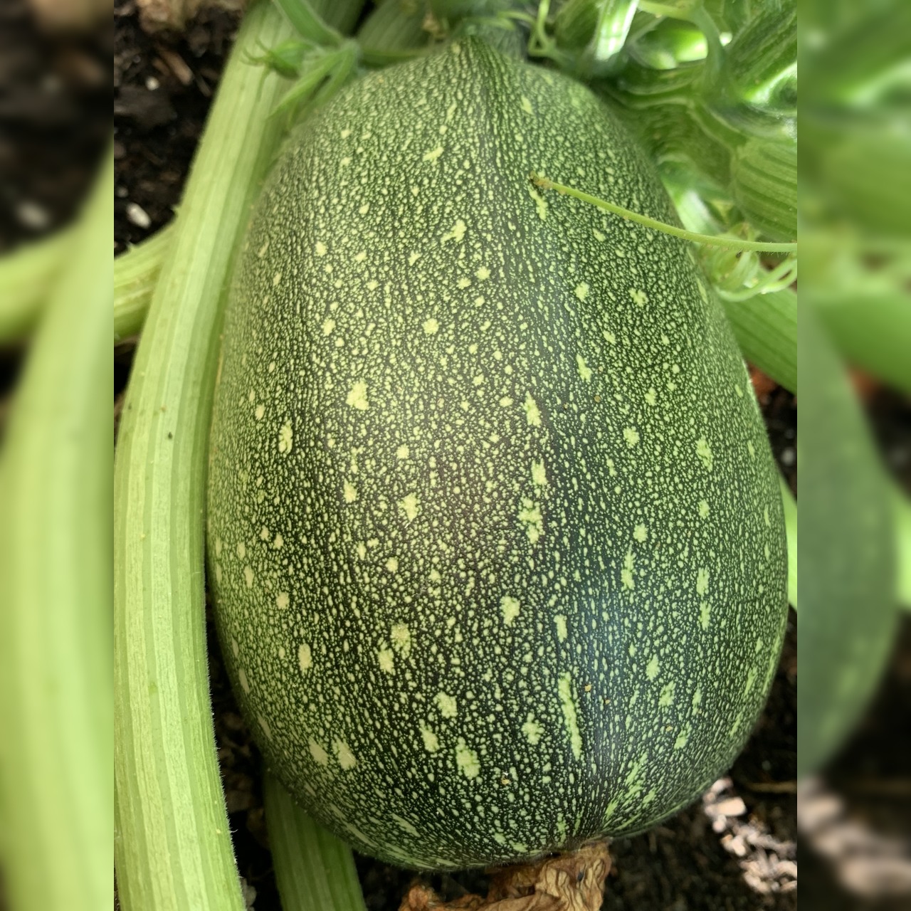 Gemüsesamen-Set "Balkongemüse" - 8 BIO-Sorten [samenfest]