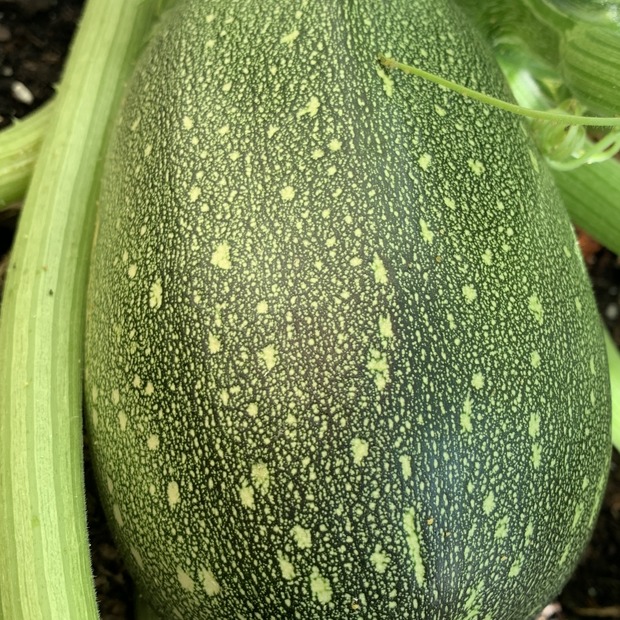 Gemüsesamen-Set "Balkongemüse" - 8 BIO-Sorten [samenfest]