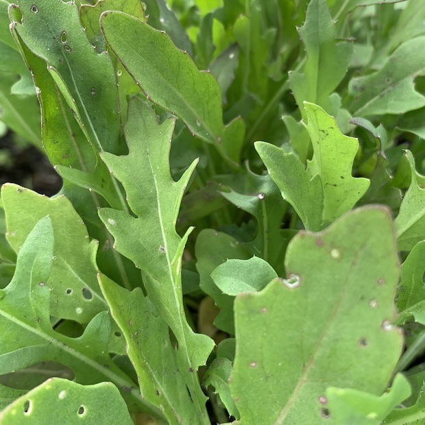 Salatrauke "wilde Rauke" - BIO-Sorte [samenfest]