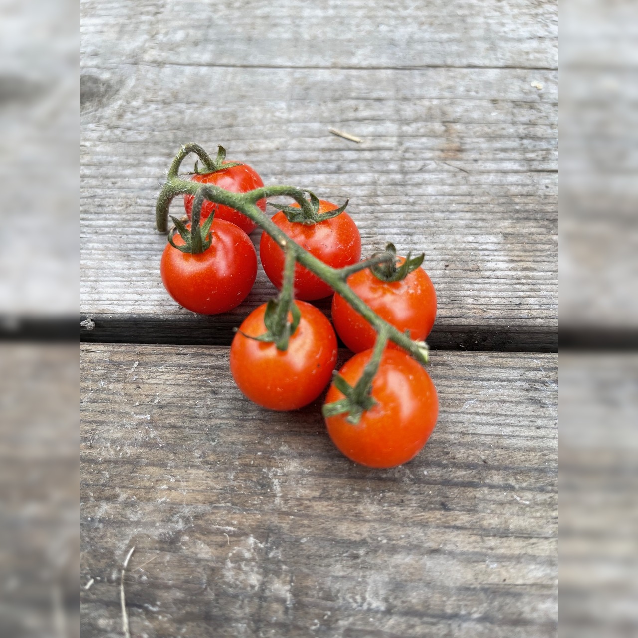 Tomate „Amore“ - BIO-Tomatensorte [samenfest]