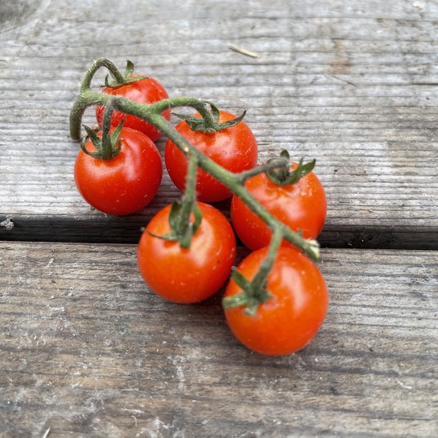 Tomate „Amore“ - BIO-Tomatensorte [samenfest]