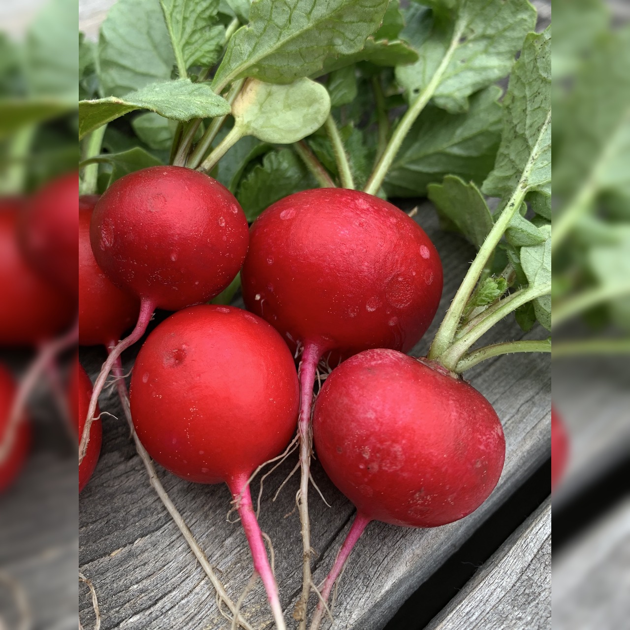 Gemüsesamen-Set "Balkongemüse" - 8 BIO-Sorten [samenfest]