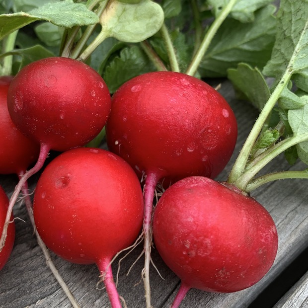 Gemüsesamen-Set "Balkongemüse" - 8 BIO-Sorten [samenfest]