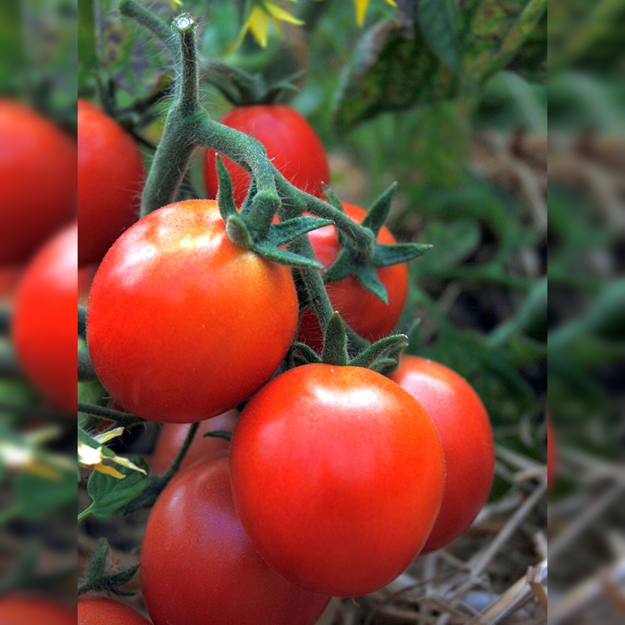 Anzucht-Set "Balkontomaten" [01, 13]