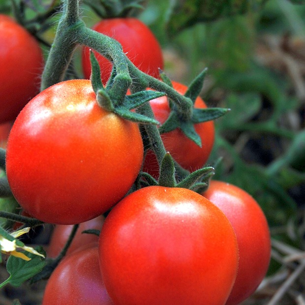 Anzucht-Set "Balkontomaten" [01, 13]