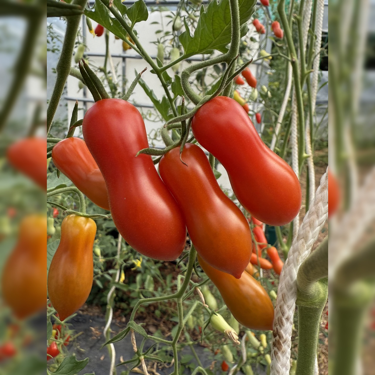Tomate "Zauberstab" - BIO-Tomatensorte