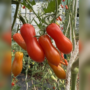 Tomate "Zauberstab" - BIO-Tomatensorte