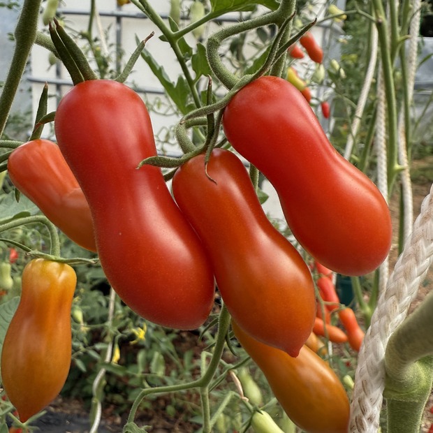 Tomate "Zauberstab" - BIO-Tomatensorte