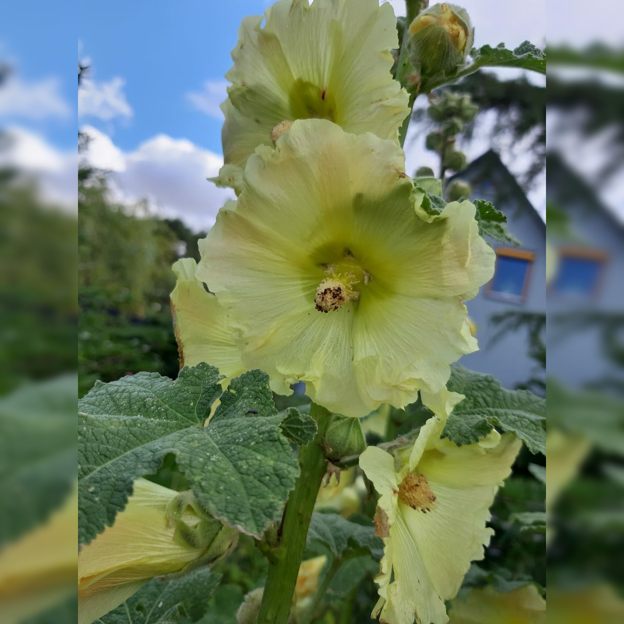 Stockrose "gelb" - BIO-Stockrosensamen [samenfest]