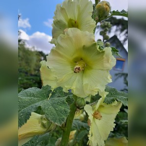 Stockrose "gelb" - BIO-Stockrosensamen [samenfest]