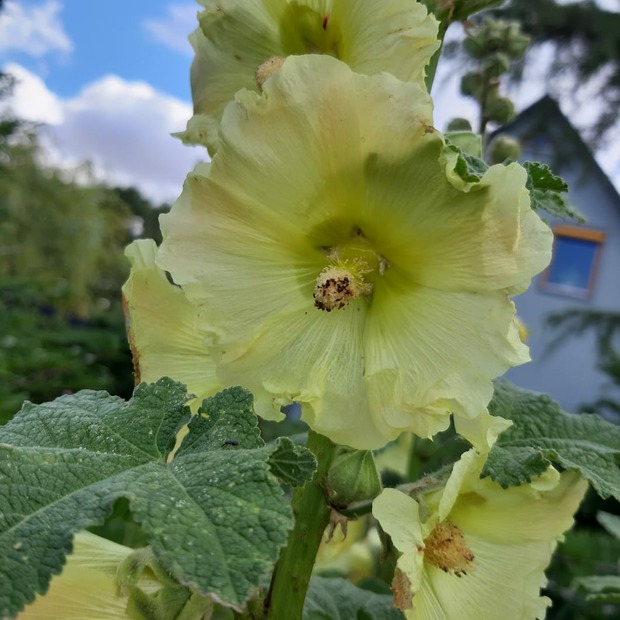 Stockrose "gelb" - BIO-Stockrosensamen [samenfest]