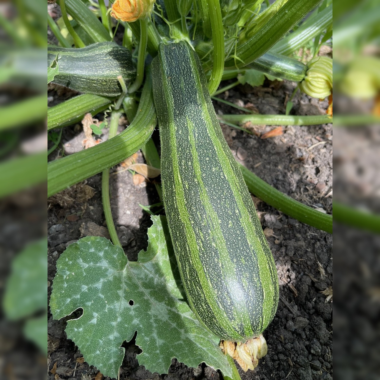 Zucchini "Cocozelle von Tripolis" - BIO-Samen [samenfest]