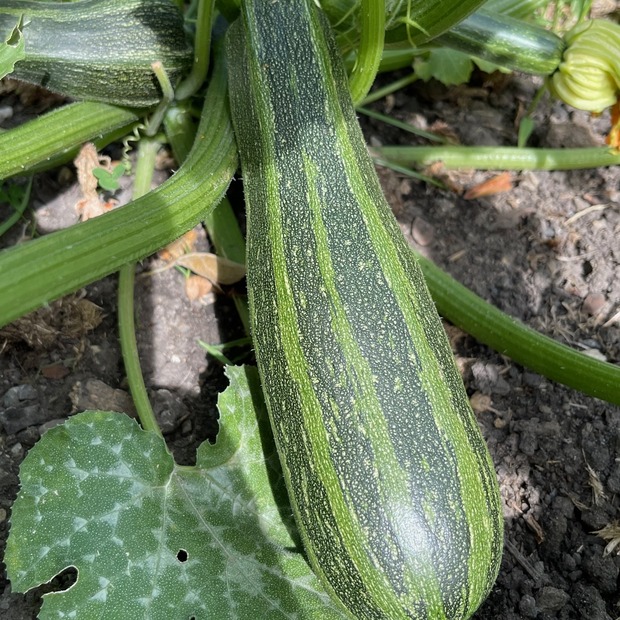 Zucchini "Cocozelle von Tripolis" - BIO-Samen [samenfest]