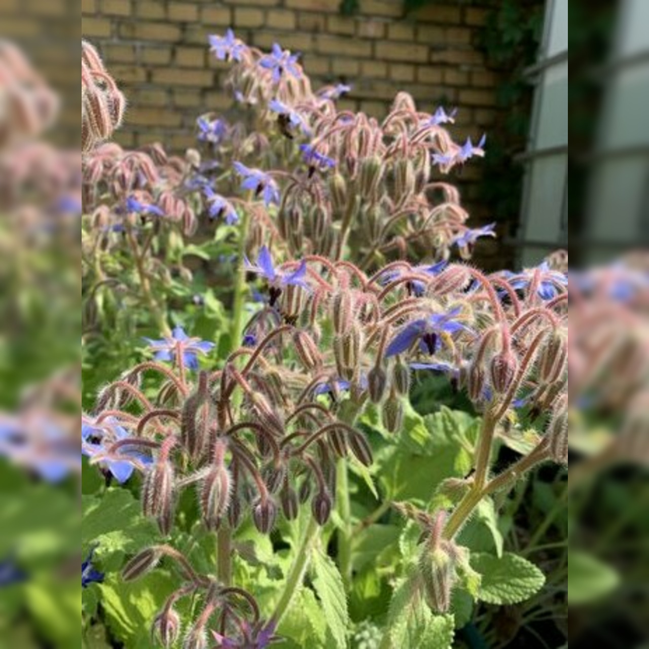 Kräutersamen-Set "Küchenkräuter" - BIO Kräutersamen [samenfest]