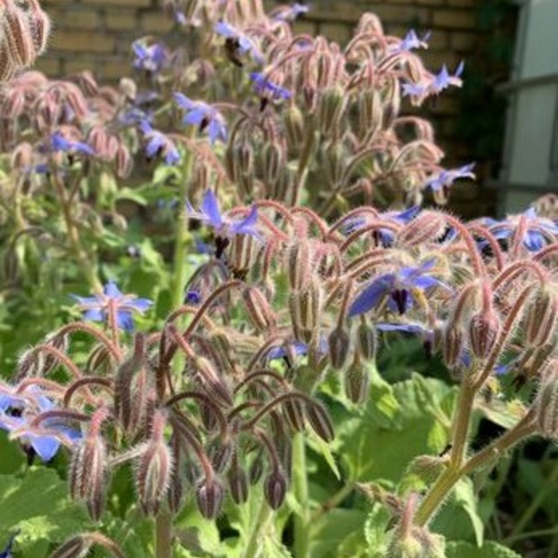 Kräutersamen-Set "Küchenkräuter" - BIO Kräutersamen [samenfest]