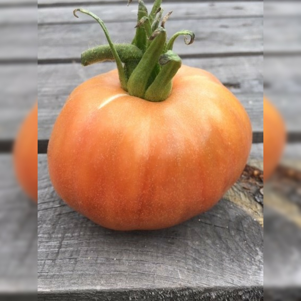Tomate "Ananas Noir" - BIO-Tomatesorte [samenfest]
