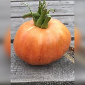 Tomate "Ananas Noir" - BIO-Tomatesorte [samenfest]