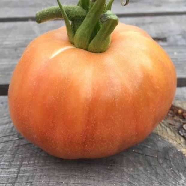 Tomate "Ananas Noir" - BIO-Tomatesorte [samenfest]