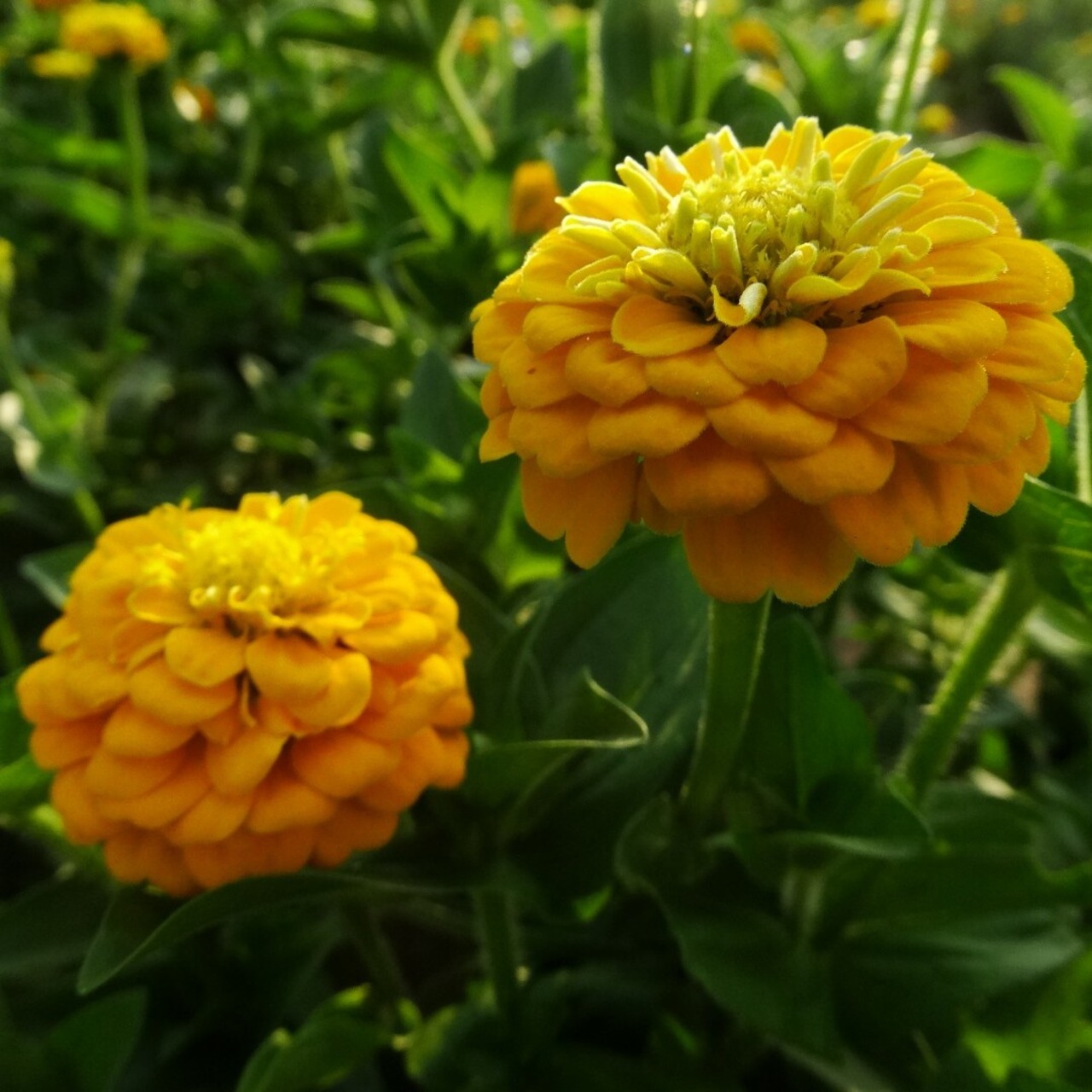 Zinnie gelb - BIO-Blumensamen