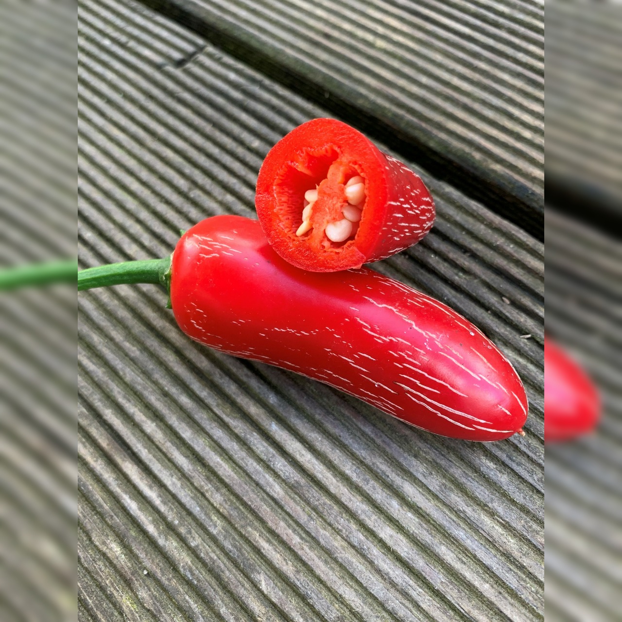 Anzucht-Set "Jalapenos" [51, 53]