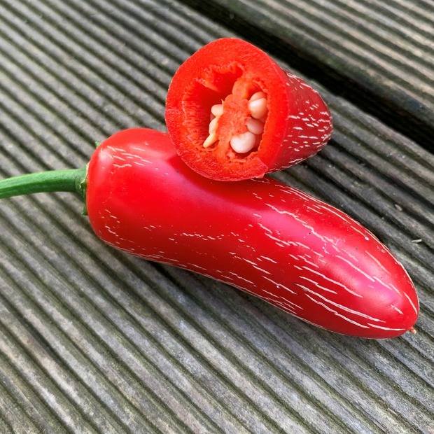 Anzucht-Set "Jalapenos" [51, 53]