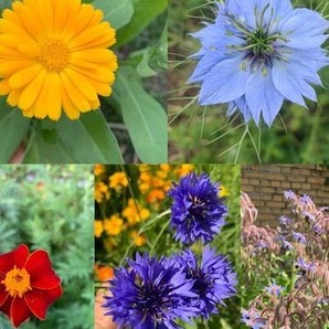 Blumensamen Set „Beetblumen“ - 5 BIO-Blumensamen [samenfest]