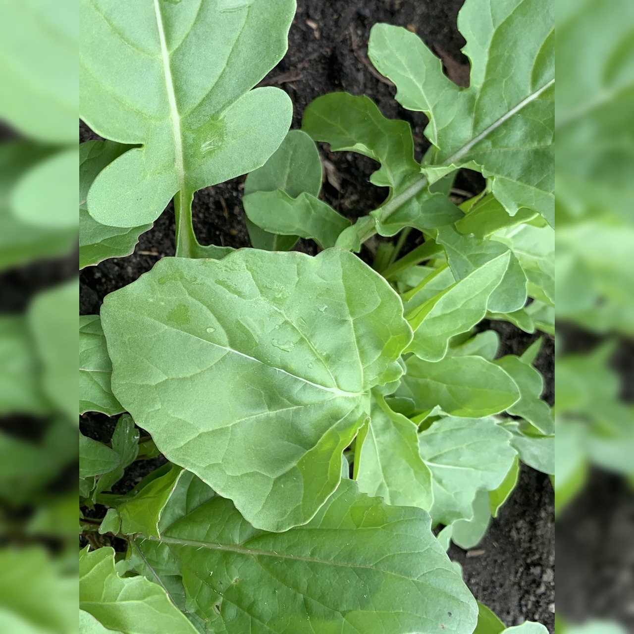 Gemüsesamen-Set „Gartensalat“ - 4 BIO-Sorten [samenfest]