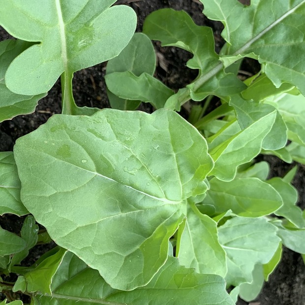 Gemüsesamen-Set „Gartensalat“ - 4 BIO-Sorten [samenfest]