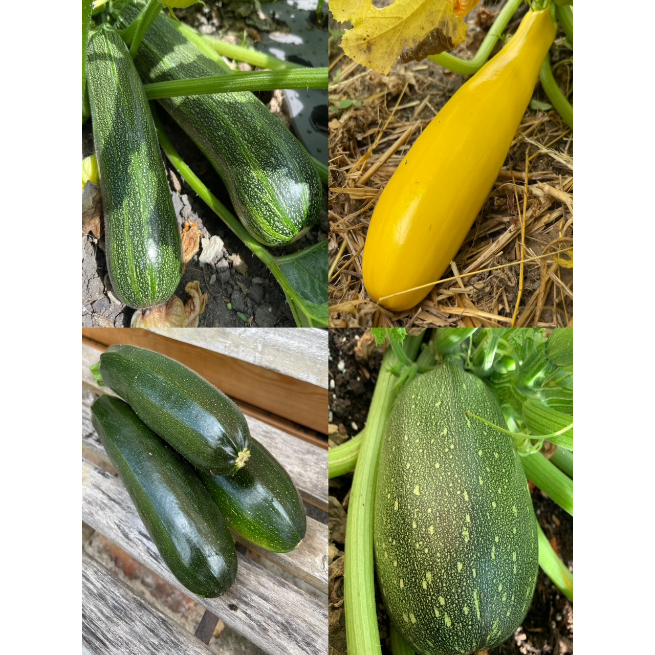 Gemüsesamen-Set "Zucchini" - 4 BIO-Sorten [samenfest]