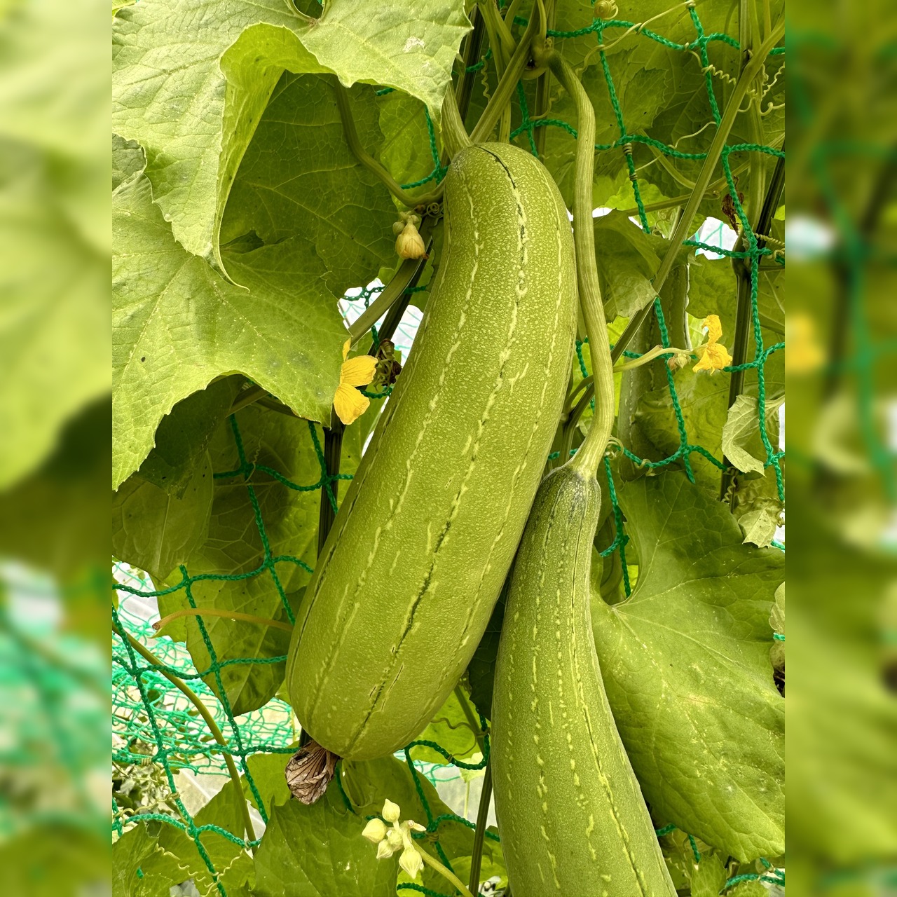 Schwammgurke "Luffa-Gurke" Bio-Freilandgurke (samenfest)