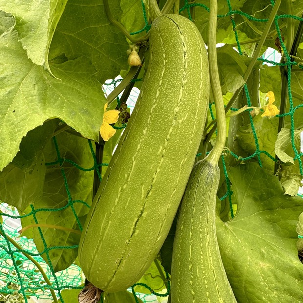 Schwammgurke "Luffa-Gurke" Bio-Freilandgurke (samenfest)