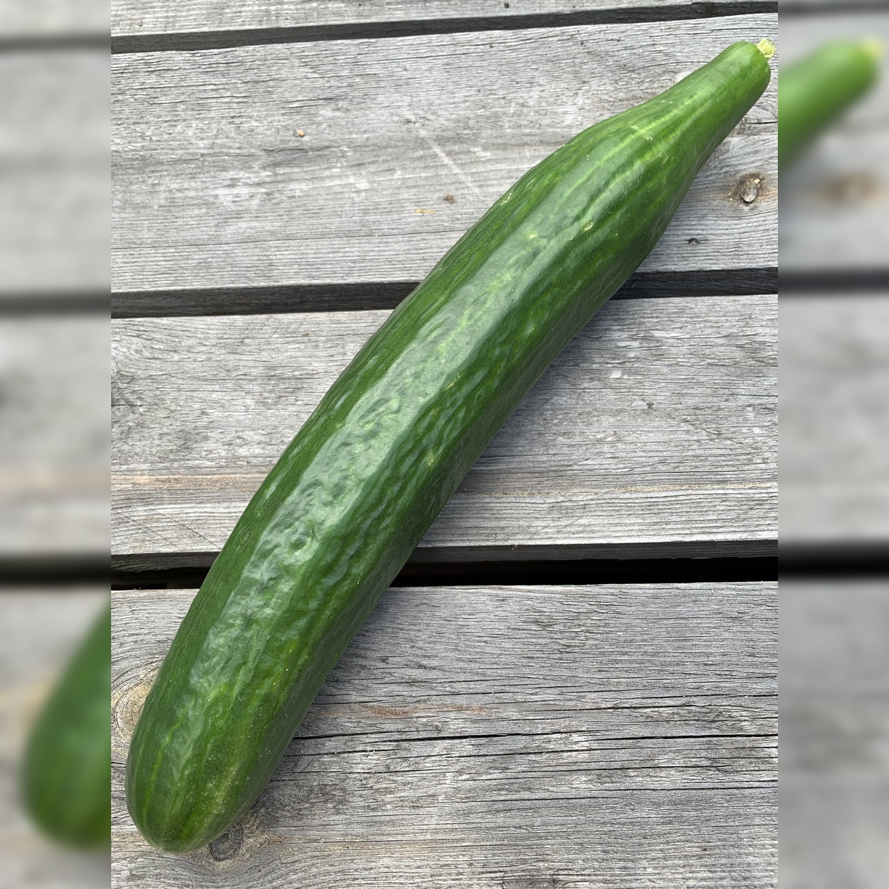 Gurkensamen-Set "Gewächshausgurken" - 3 BIO-Sorten [samenfest]