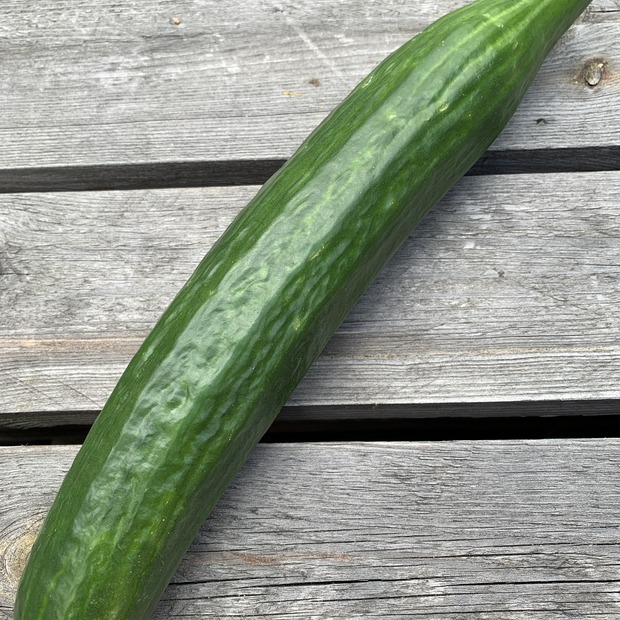 Gurkensamen-Set "Gewächshausgurken" - 3 BIO-Sorten [samenfest]