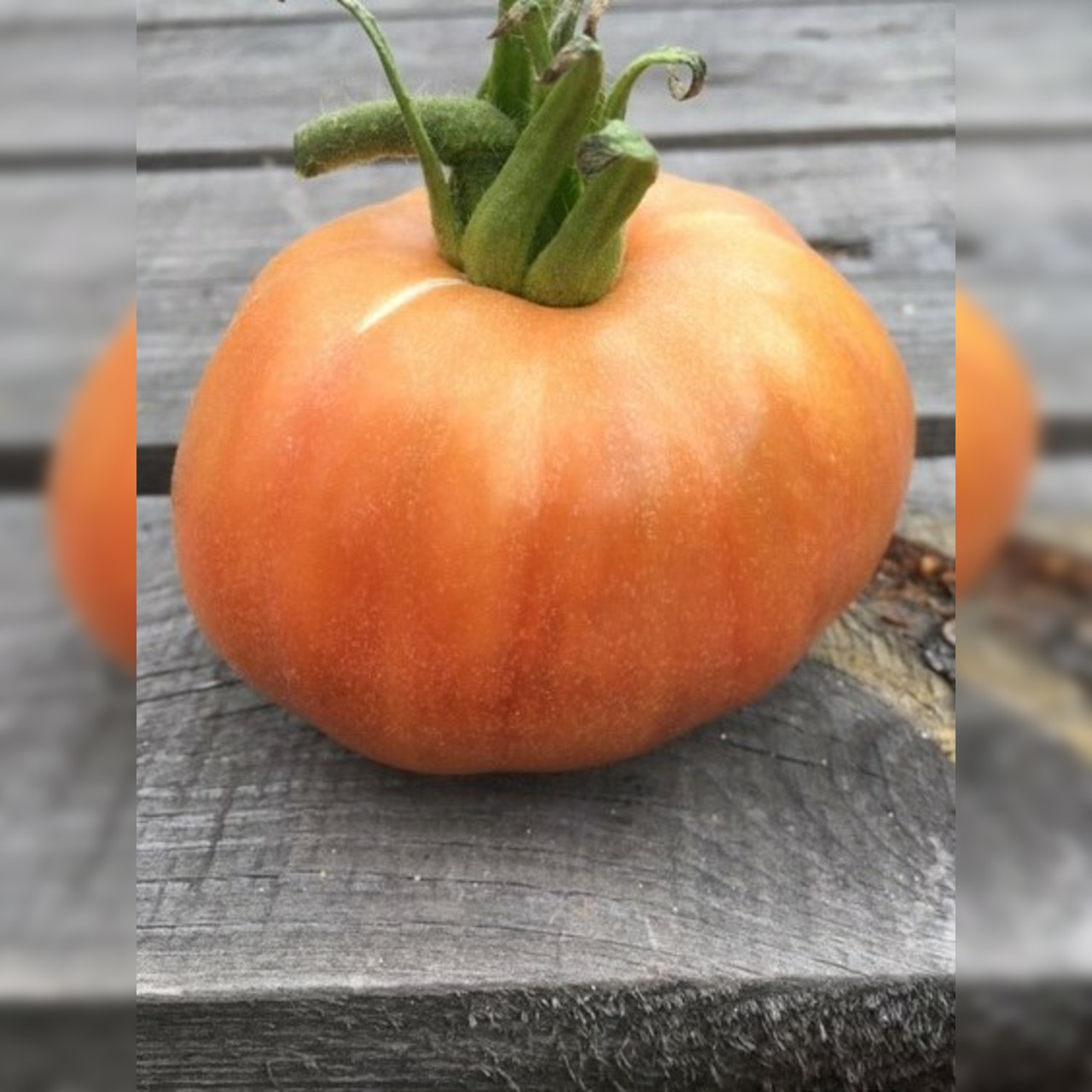 BIO Tomatensamen Set