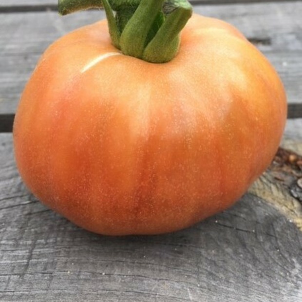 BIO Tomatensamen Set