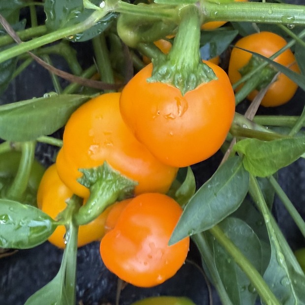 Paprika "Sweet Julie" - BIO-Snackpaprika [samenfest]