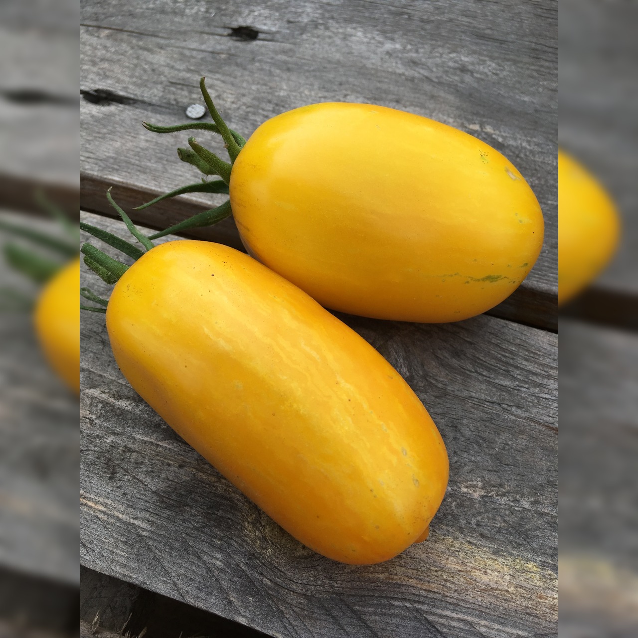 BIO Tomatensamen Set